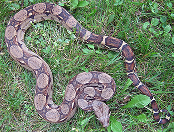 Barney - DH Sharp & Russian T+ albino Boa Constrictor