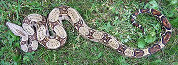 Betty - DH Sharp & Russian T+ albino Boa Constrictor