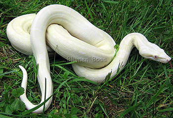 Bianco - Sharp Snow Boa Constrictor