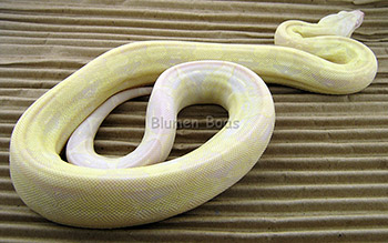 Female Sharp Snow Boa Constrictor