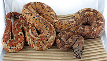 Blaze - Hypo Leopard Boa Constrictor