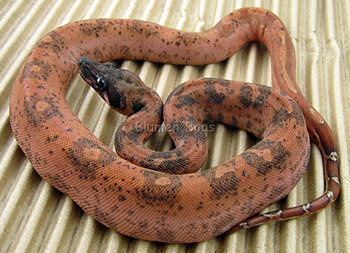 Brick - Hypo Leopard Boa Constrictor