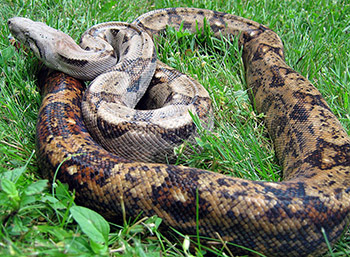 Caesar - Het Blood 50% Hog Island Boa Constrictor