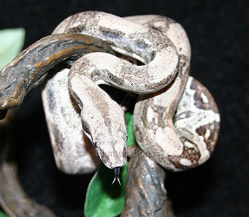 Camo - a Het Anery Boa Constrictor