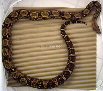 Charlotte - Het Blood 50% Hog Island, Boa Constrictor