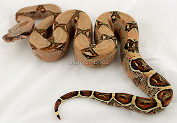 Cheyenne - Sugar Redline Pastel Boa Constrictor