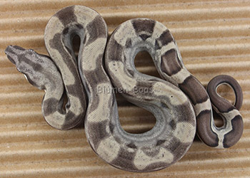 Cinder - Pastel Anery Motley Boa Constrictor