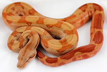 Cinnamon - CA T+ Sunglow 66% het Blood Boa Constrictor