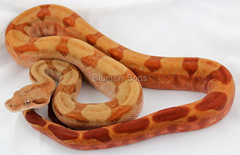 Crimson - CA T+ Sunglow 66% het Blood Boa Constrictor