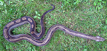 Dot - Motley het Leopard Boa Constrictor