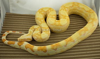 Male Sharp Albino het Russian T+ Blonde Albino (possibly a visual Russian T+ as well as a Sharp Albino) Boa Constrictor