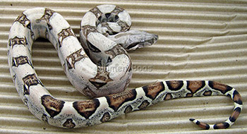 Frack - Pastel Het Anery Boa Constrictor