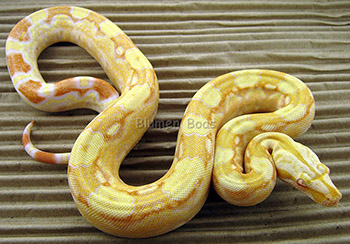 Hershey - Sharp Albino het Anery