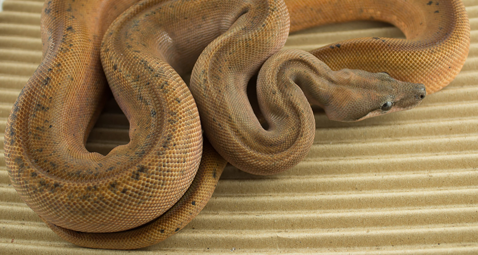 Hypo Eclipse Boa