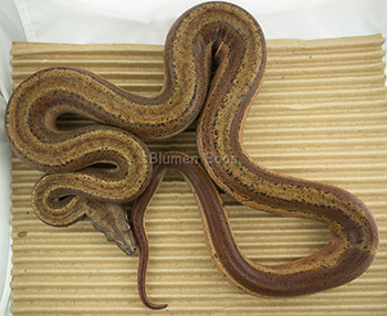 Male Hypo Motley 66% het Eclipse (het Leopard) Boa Constrictor