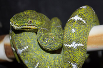 Jade - Emerald Tree Boa Constrictor