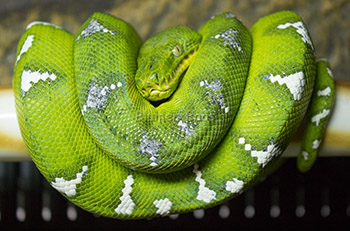 Kaa - Emerald Tree Boa Constrictor