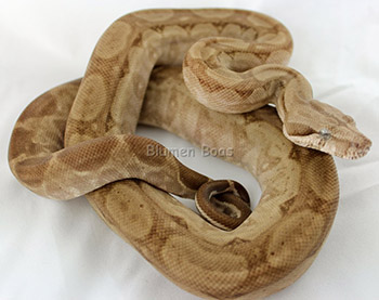 Latte - CA T+ Snow 66% het Blood Boa Constrictor