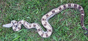 Laverne - Motley het Anery Boa Constrictor