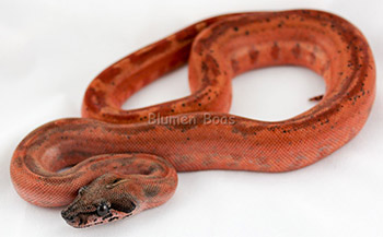 Lucy - Possible Super Hypo Leopard Boa Constrictor