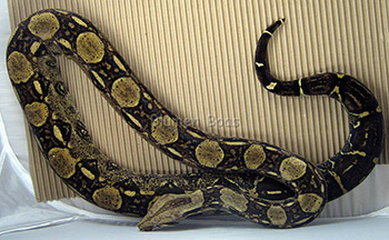 Maynas - DH Sharp Snow Boa Constrictor