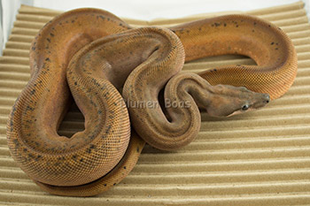 Neo - 2013 male Hypo Eclipse (Hypo Colombian Motley Leopard)