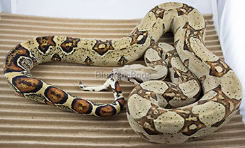 Russian T+ Blonde Albino het Sharp Boa Constrictor