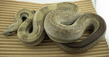 Rocky Balboa - Motley 66% het Leopard Boa Constrictor