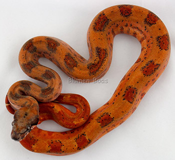 Ruby - Possible Super Hypo Leopard Boa Constrictor