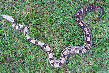 Shirley - Motley het Anery Boa Constrictor