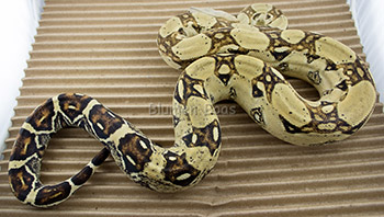 Shortcake - Het Strawberry T+ Albino Boa Constrictor