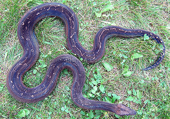 Smoke - Leopard Boa Constrictor