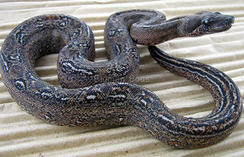 Female Leopard Boa Constrictor