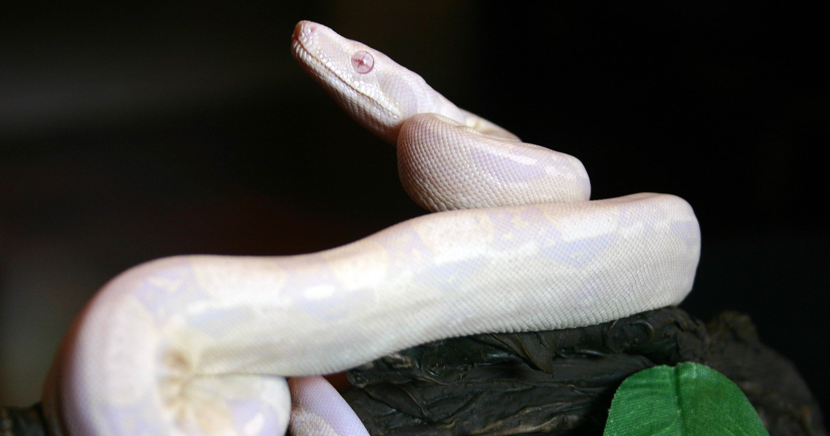 Sharp Snow Boa Constrictor