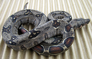 Xavier - het Leopard Boa Constrictor