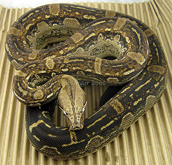 Xiuhcoatl - Aztec Boa Constrictor