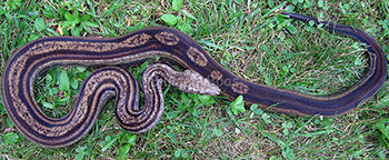 Yakko - Motley het Leopard Boa Constrictor