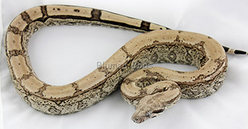 Zane - Anery Arabesque 66% het Kahl Albino Boa Constrictor