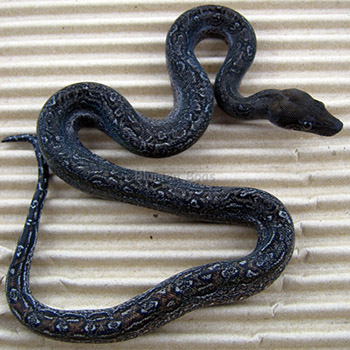 Female Leopard Boa Constrictor