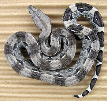 Female Anery het Sharp Boa Constrictor