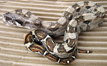 Female Normal 66% het Anery 50% het Sharp Albino Boa Constrictor