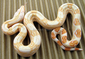 Female Sharp Albino 66% het Anery Boa Constrictor