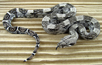 Female Anery het Sharp Albino