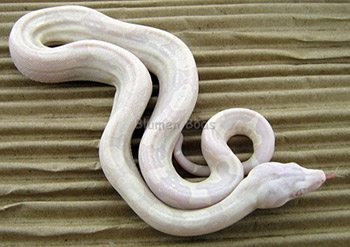 Female Sharp Snow