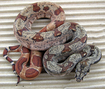 Female Double Het Leopard (Hypo het Leopard)