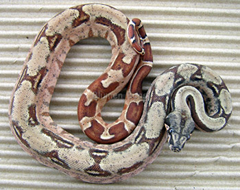 Male Double Het Leopard (Hypo het Leopard)