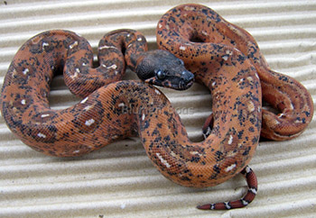 Female Hypo Leopard