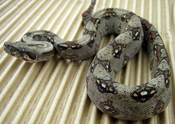 Female Het Leopard Boa Constrictor