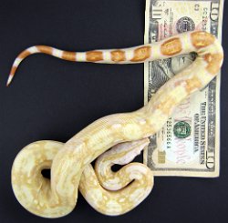 Blade - Picture taken on 11/8/08 (indoors in a light tent - no flash) w/money to show true color and size.