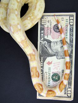 Blade - Picture taken on 11/8/08 (indoors in a light tent - no flash) w/money to show true color and size.